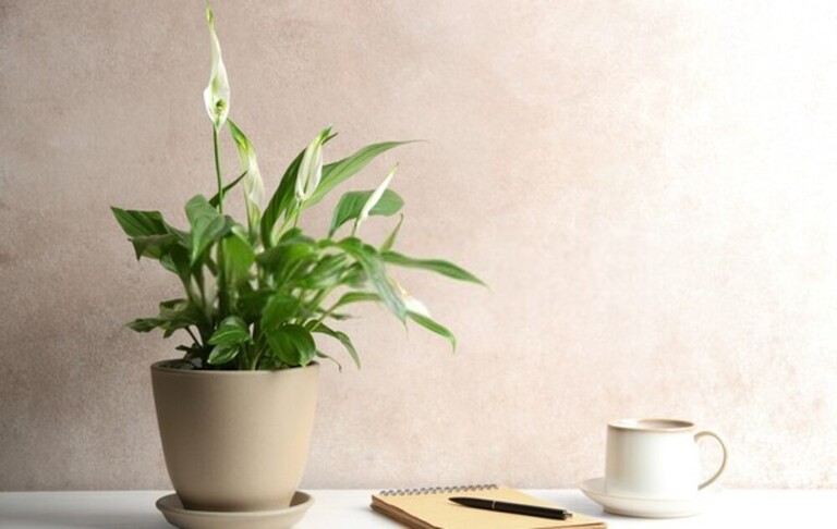 How To Reduce Humidity In House Without Dehumidifier? How To Reduce Humidity In House Without Dehumidifier?