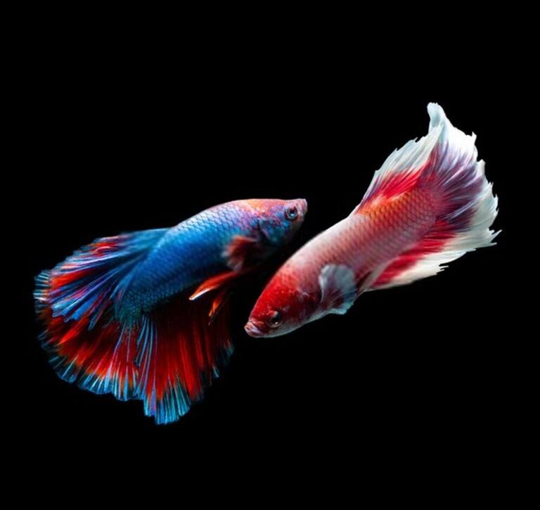 Why Do Betta Fish Fight and How to Stop Them? Why Do Betta Fish Fight and How to Stop Them?