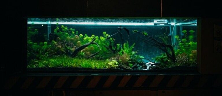 Why Do Betta Fish Fight and How to Stop Them? Why Do Betta Fish Fight and How to Stop Them?