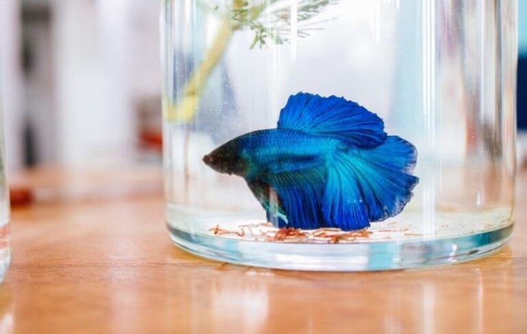 Why Do Betta Fish Fight and How to Stop Them? Why Do Betta Fish Fight and How to Stop Them?