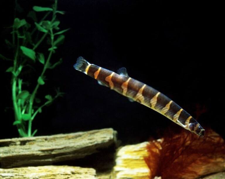 Why Do Betta Fish Fight and How to Stop Them? Why Do Betta Fish Fight and How to Stop Them?