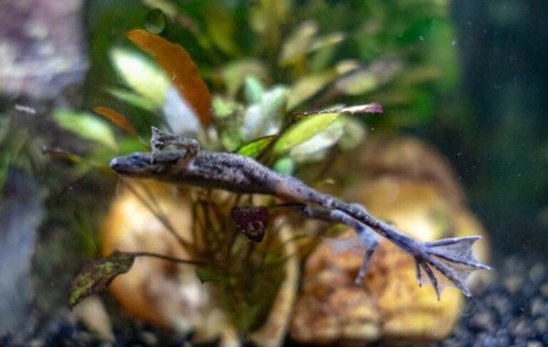 Why Do Betta Fish Fight and How to Stop Them? Why Do Betta Fish Fight and How to Stop Them?