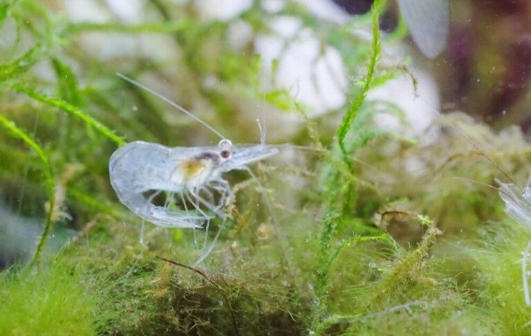 Why Do Betta Fish Fight and How to Stop Them? Why Do Betta Fish Fight and How to Stop Them?