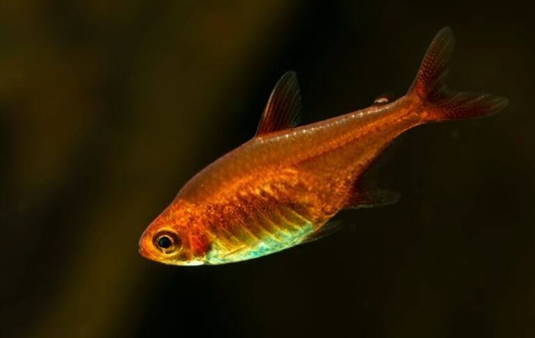 Why Do Betta Fish Fight and How to Stop Them? Why Do Betta Fish Fight and How to Stop Them?