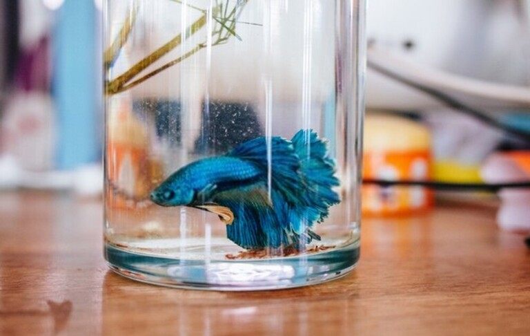 How Do You Treat A Bacterial Infection In A Betta Fish? How Do You Treat A Bacterial Infection In A Betta Fish?