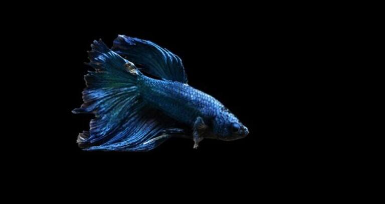 How Do You Treat A Bacterial Infection In A Betta Fish? How Do You Treat A Bacterial Infection In A Betta Fish?