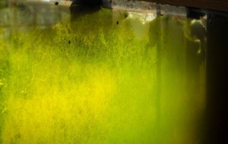How Do You Treat A Bacterial Infection In A Betta Fish? How Do You Treat A Bacterial Infection In A Betta Fish?